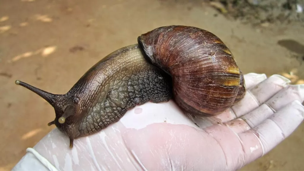 Caracol Africano (2)