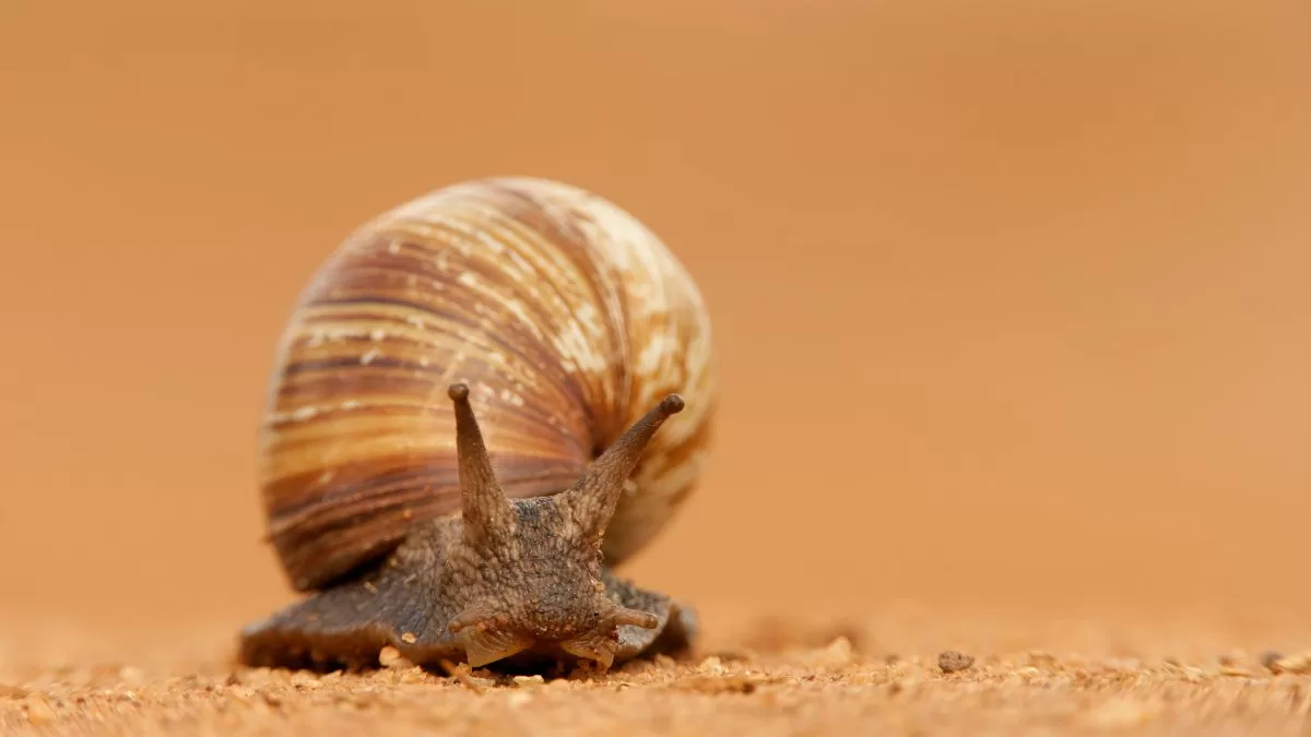 Caracol Africano