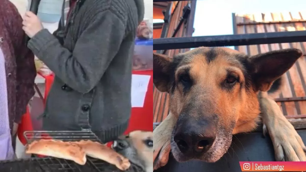 Perrito Ladron De Empanadas