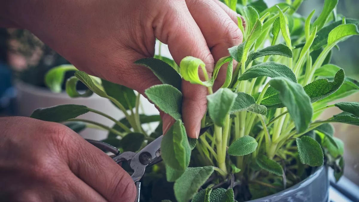 Plantas Para Las Malas Vibras (2)