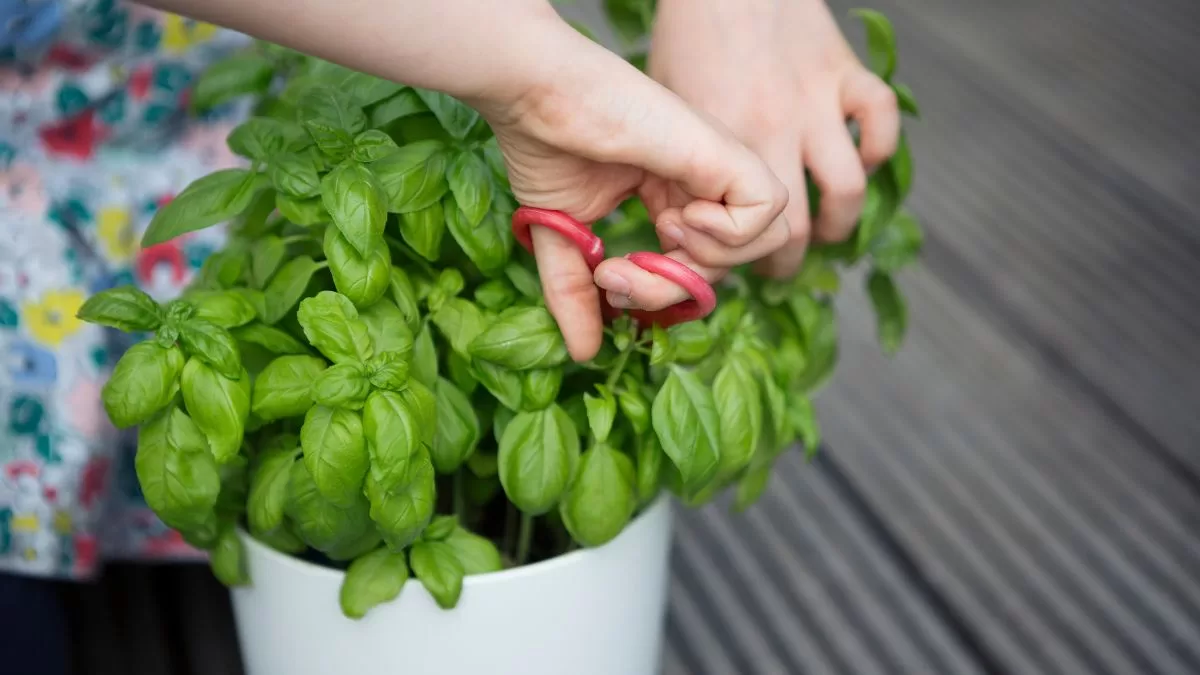 Plantas Para Las Malas Vibras (3)