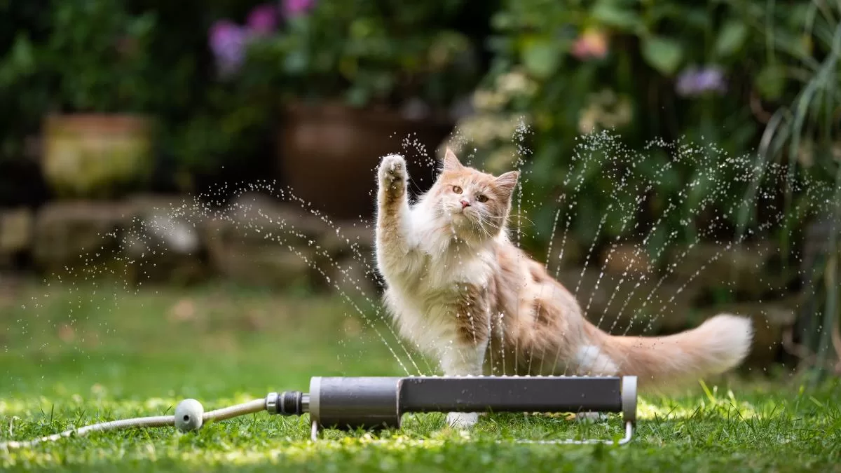 Ola De Calor Santiago   