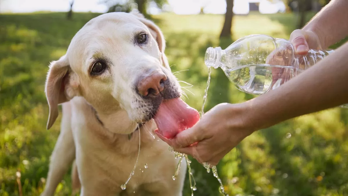 Calor