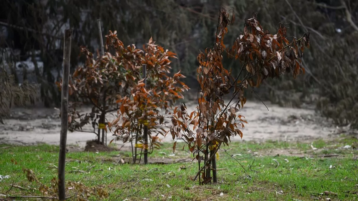 Árbol De Alcanfor (1)