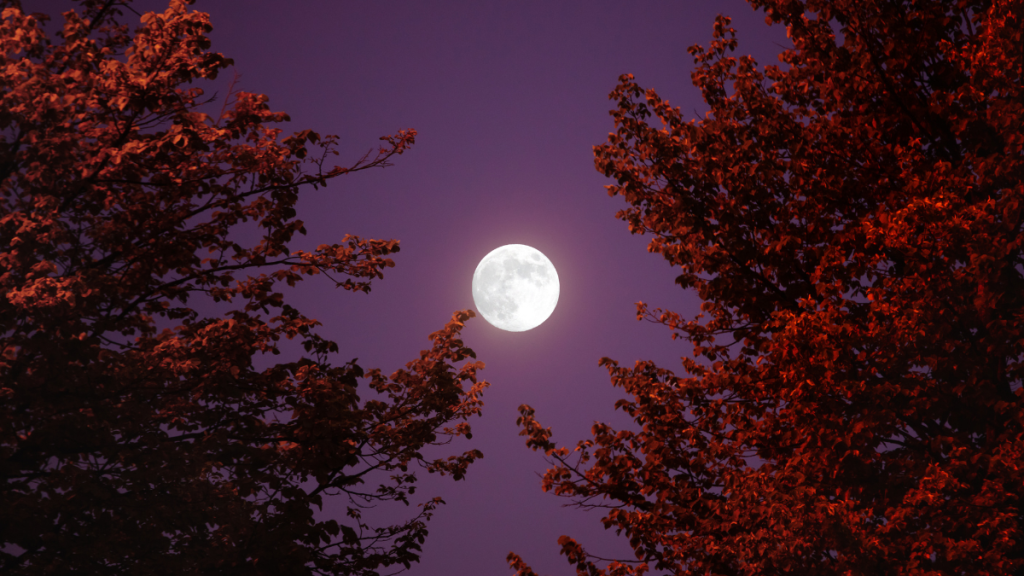 Rituales De Luna Llena