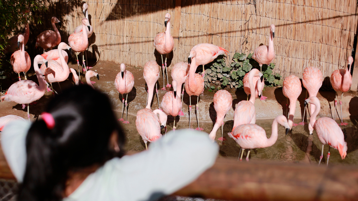 Zoológico  Panorama Gratuito