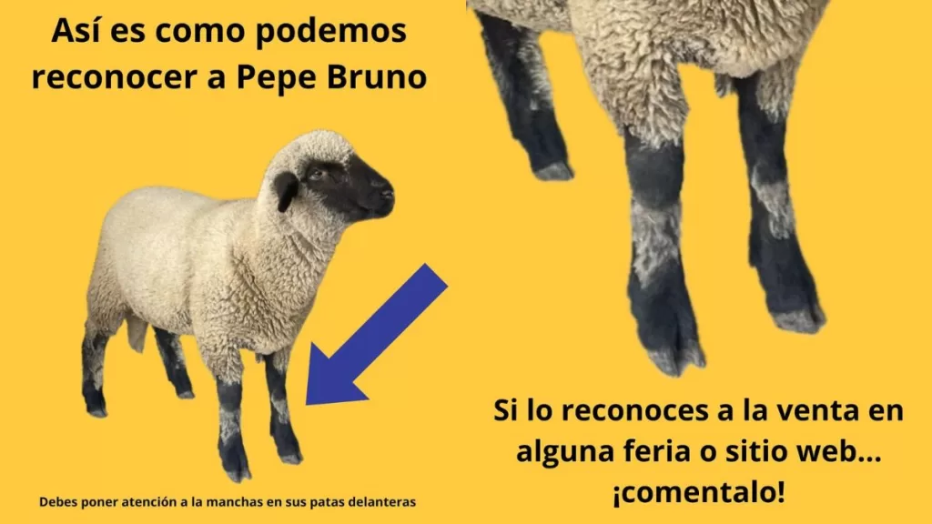Pepe Bruno