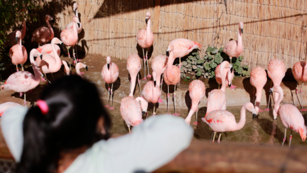 Zoologico panorama