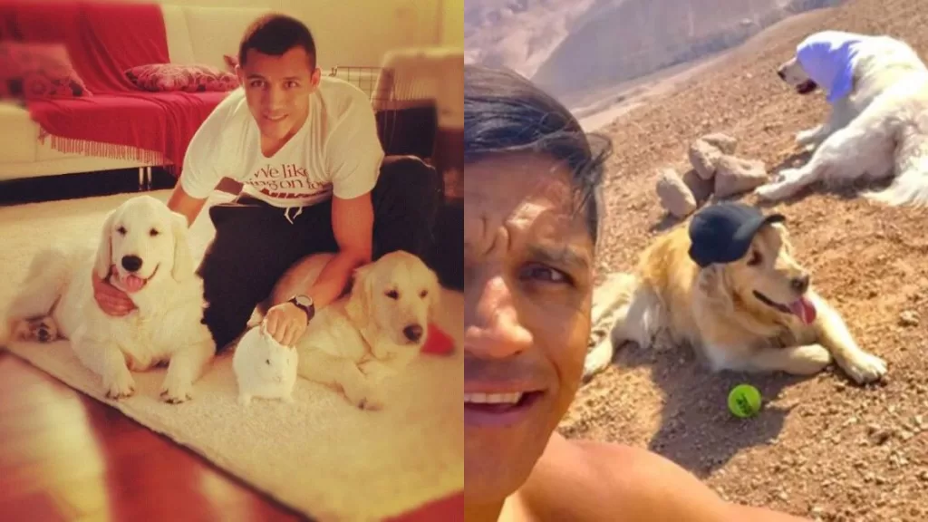 Alexis Sánchez  Perros