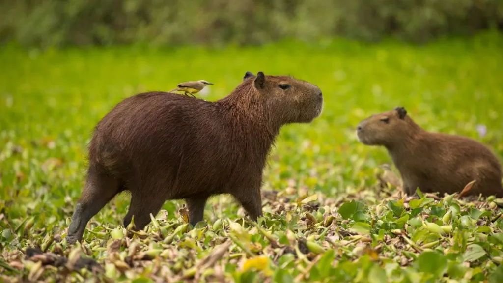 Capibara