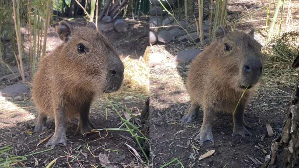 Capibara En Chile