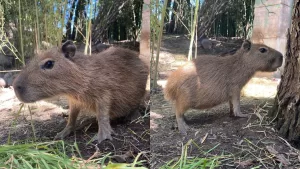 Capibara En Chile (2)