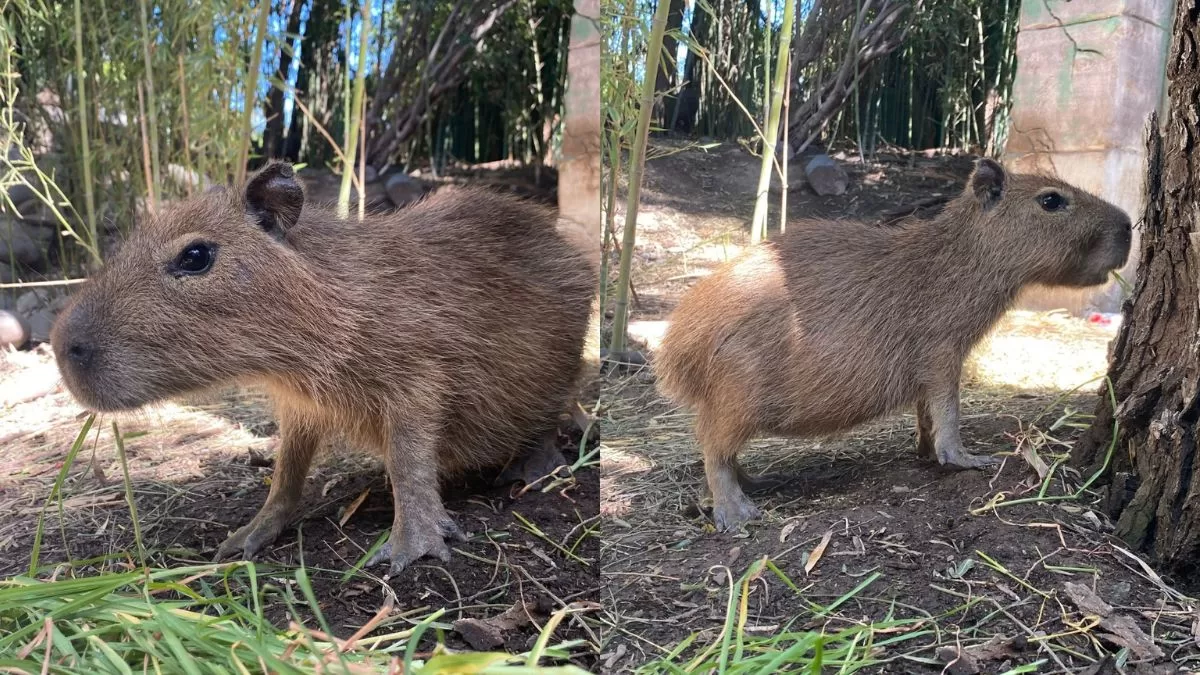 Capibara En Chile (2)