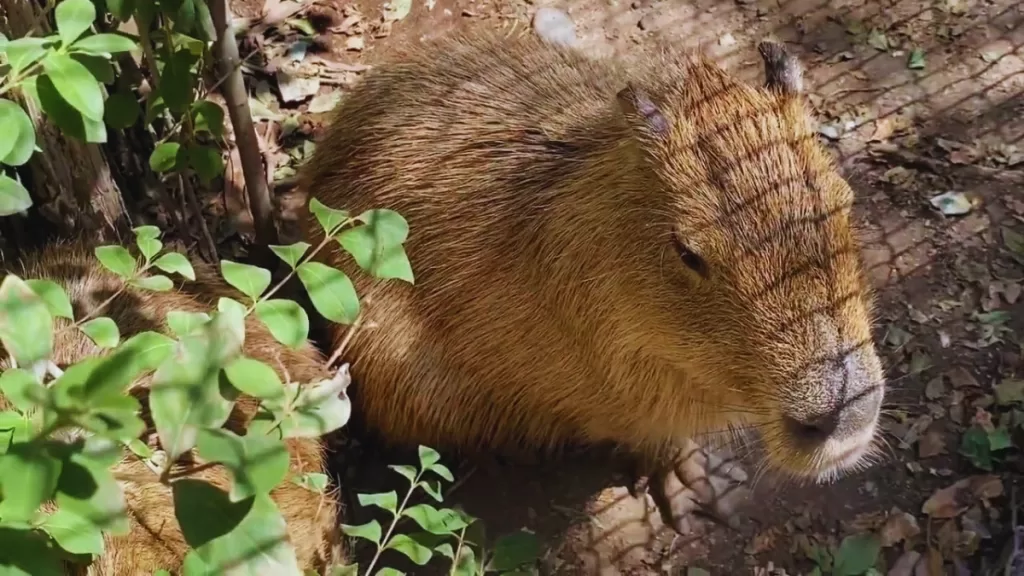 Capibaras Buin Zoo