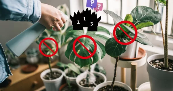 Tres plantas de interior que le aportan alegría a tu casa: cuidados básicos y dónde comprarlas