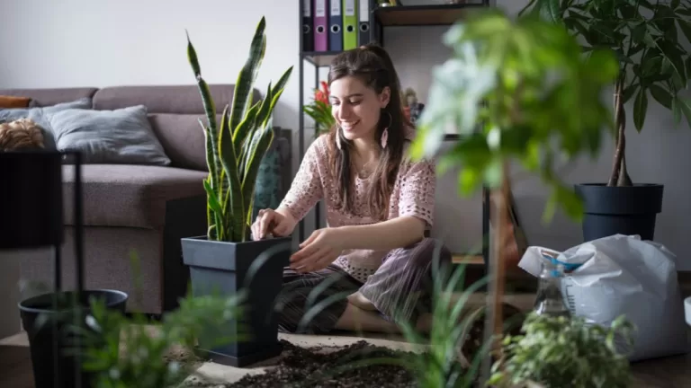 Plantas Para Departamentos